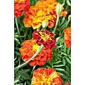 Tagetes patula 9 i.F. gem. kleinblumig
