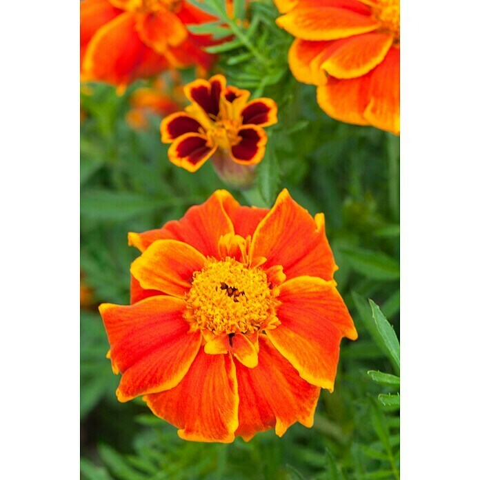Tagetes patula 9 i.F. gem. kleinblumig