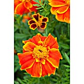 Tagetes patula 9 i.F. gem. kleinblumig