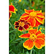 Tagetes patula 9 i.F. gem. kleinblumig