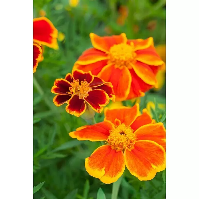Piardino Staude - Tagetes patula, Topfgröße: 9 cm - Stimmungsaufnahme