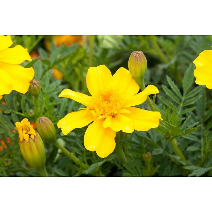 Tagetes patula 9 i.F. gem. kleinblumig