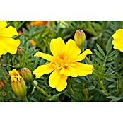 Tagetes patula 9 i.F. gem. kleinblumig