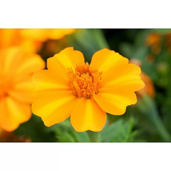 Piardino Staude - Tagetes patula, Topfgröße: 9 cm - Stimmungsaufnahme