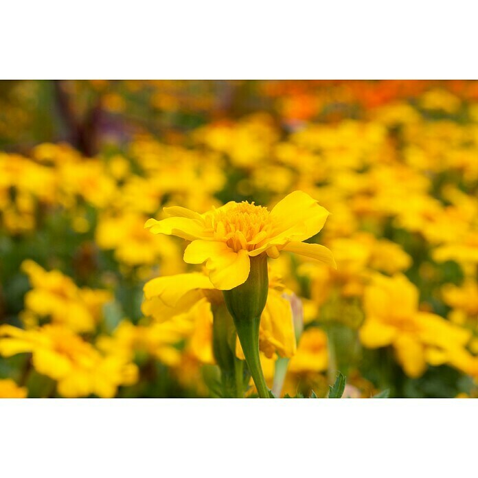 Tagetes patula 9 i.F. gem. kleinblumig