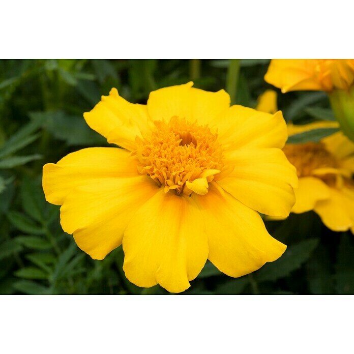 Tagetes patula 9 i.F. gem. kleinblumig