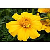 Tagetes patula 9 i.F. gem. kleinblumig
