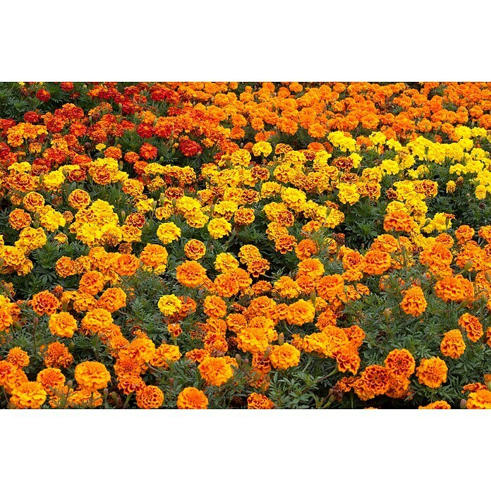 Tagetes patula 9 i.F. gem. kleinblumig