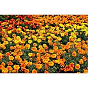 Tagetes patula 9 i.F. gem. kleinblumig