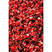 Begonia semperflorens 9  i.F. gem.