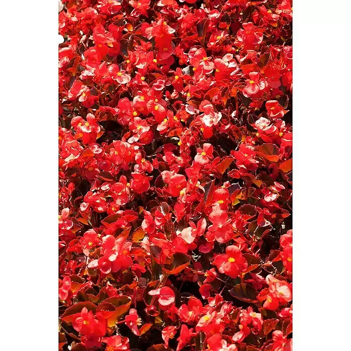 Piardino Begonie -  - Rote Blumen mit dunklen Blättern und gelben Zentren, dicht blühend.