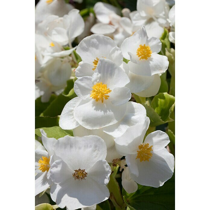 Begonia semperflorens 9  i.F. gem.