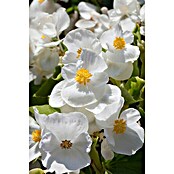 Begonia semperflorens 9  i.F. gem.