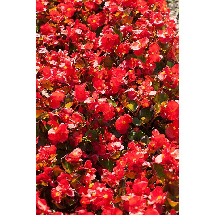 Begonia semperflorens 9  i.F. gem.