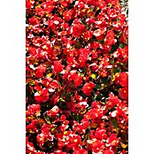 Begonia semperflorens 9  i.F. gem.