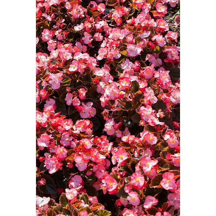 Begonia semperflorens 9  i.F. gem.
