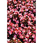 Begonia semperflorens 9  i.F. gem.