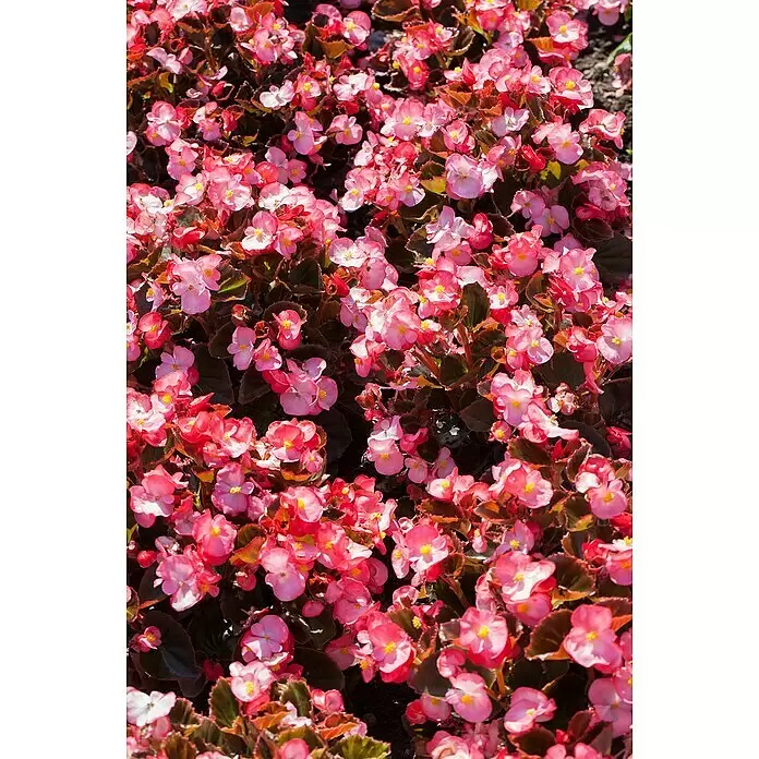 Piardino Begonie -  - Ein leuchtendes Beet aus rosa Begonien mit dunklen Blättern, dicht bepflanzt im natürlichen Licht.