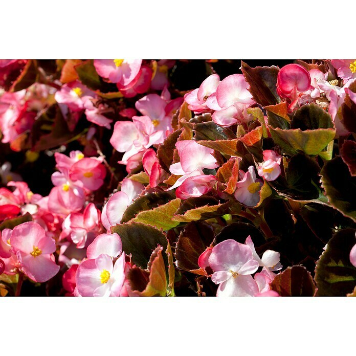 Begonia semperflorens 9  i.F. gem.