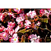 Begonia semperflorens 9  i.F. gem.
