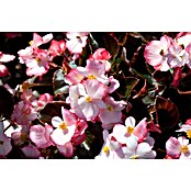Begonia semperflorens 9  i.F. gem.