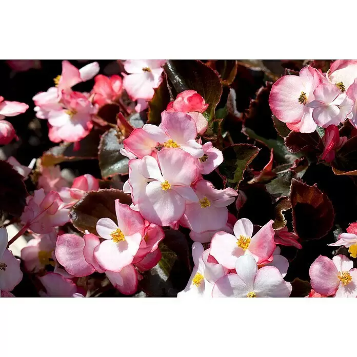 Piardino Begonie -  - Nahaufnahme von rosa und weißen Begonienblüten mit gelben Zentren und dunklen, gekräuselten Blättern.