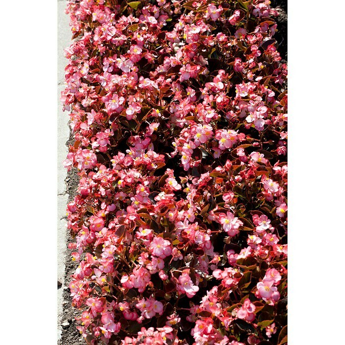 Begonia semperflorens 9  i.F. gem.