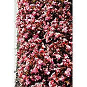 Begonia semperflorens 9  i.F. gem.