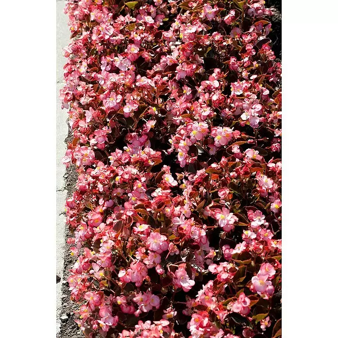 Piardino Begonie -  - Kleine rosa-weiße Blüten mit gelben Mitten in einem Blumenbeet neben einem Weg.