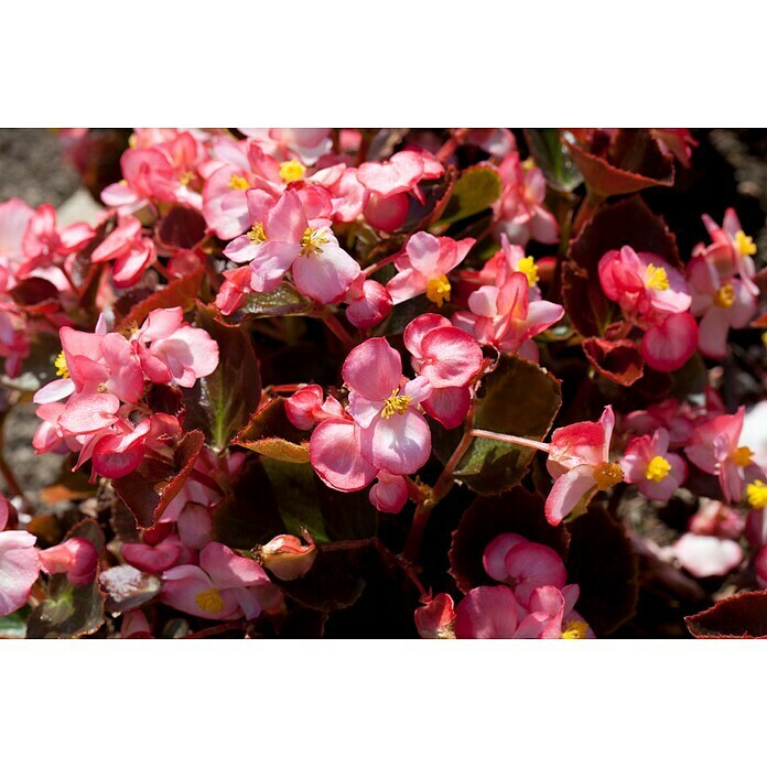 Begonia semperflorens 9  i.F. gem.