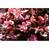 Begonia semperflorens 9  i.F. gem.
