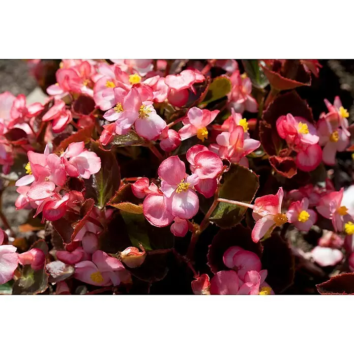 Piardino Begonie -  - Nahaufnahme leuchtend pinker Blüten mit gelben Zentren und dunklen Blättern.