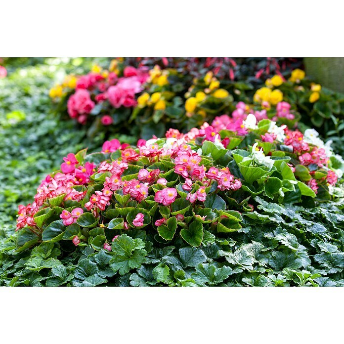 Begonia semperflorens 9  i.F. gem.