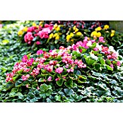 Begonia semperflorens 9  i.F. gem.