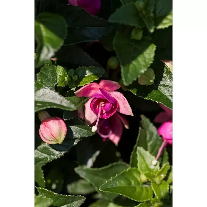 Piardino Fuchsie - Fuchsia Hybride, Topfgröße: 16 cm, Mehrfarbig - Stimmungsaufnahme