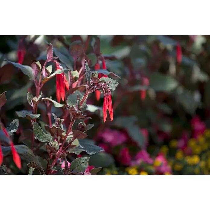 Piardino Fuchsie - Fuchsia Hybride, Topfgröße: 16 cm, Mehrfarbig - Stimmungsaufnahme