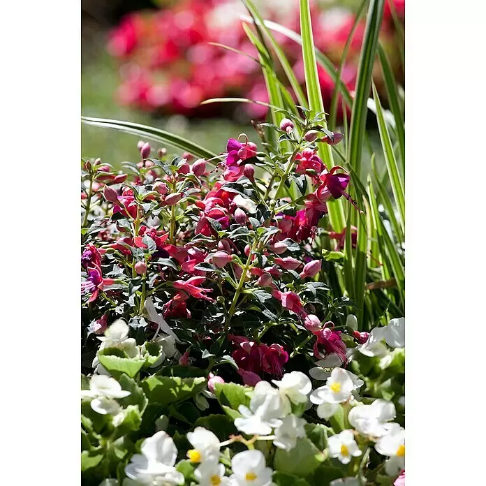 Piardino Fuchsie - Fuchsia Hybride, Topfgröße: 16 cm, Mehrfarbig - Stimmungsaufnahme