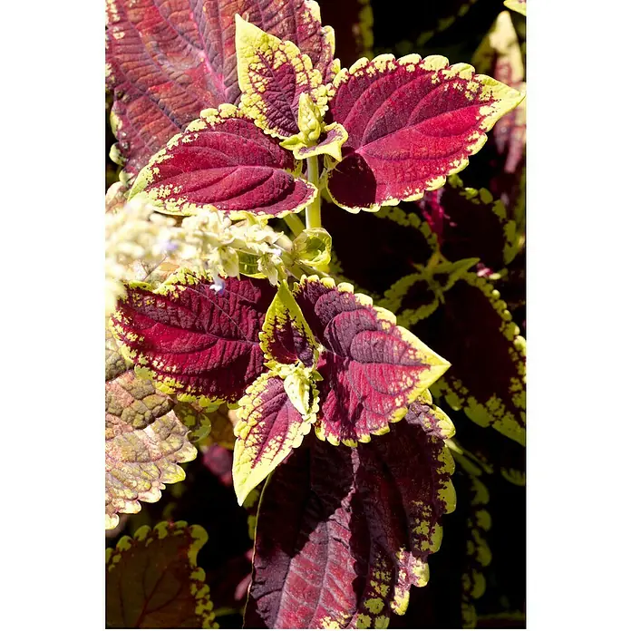 Piardino Buntnessel - Coleus blumei, Topfgröße: 12 cm - Nahaufnahme einer Pflanze mit roten und gelben Blättern, die eine lebendige und farbenfrohe Textur zeigt.