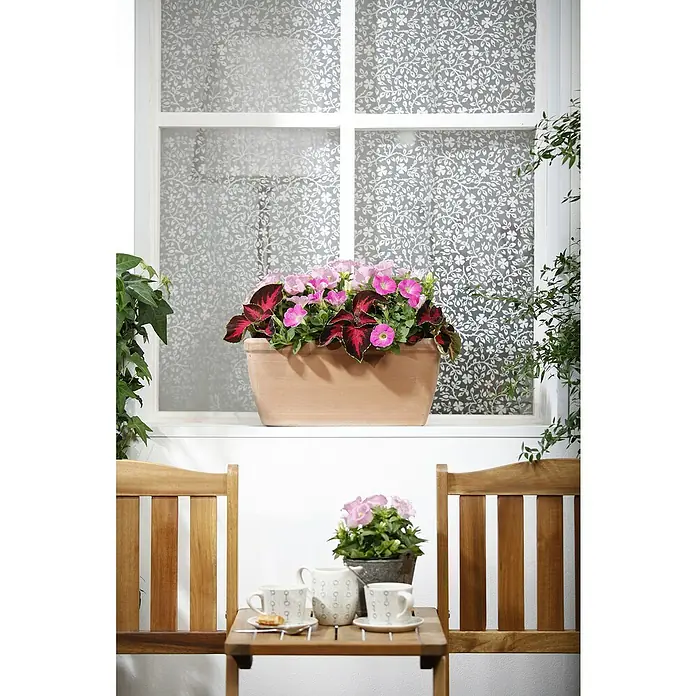 Piardino Buntnessel - Coleus blumei, Topfgröße: 12 cm - Dekorative Fensterfolie mit Pflanzenmuster sorgt für Privatsphäre und natürliches Licht. Ideal für stilvolle Wohnräume mit floralem Akzent.