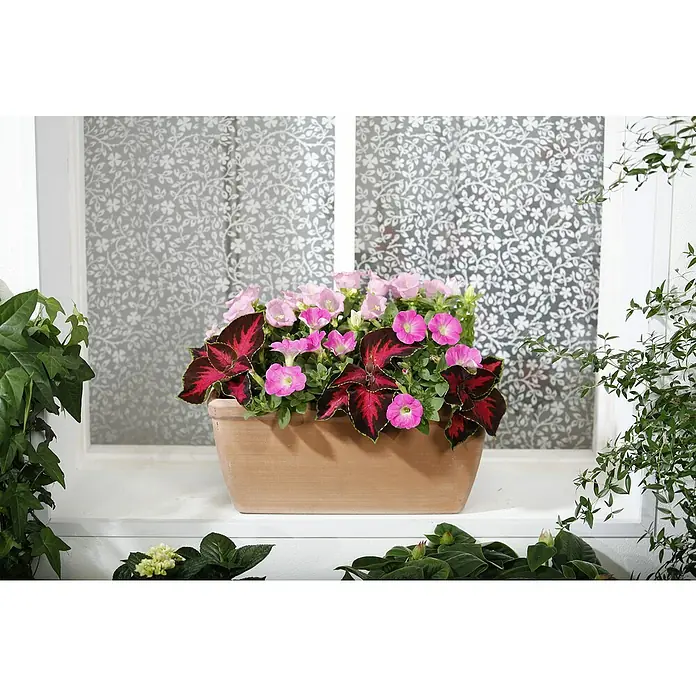 Piardino Buntnessel - Coleus blumei, Topfgröße: 12 cm - Terracotta-Blumenkasten mit rosa Petunien und Coleus-Pflanzen vor einem Fenster mit dekorativer Folie. Schöne Zimmerpflanzen im Blick.