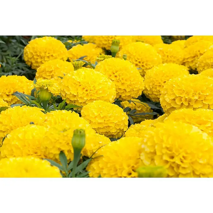 Piardino Studentenblume - Tagetes erecta 'antigua orange', Topfgröße: 10 cm, Blütenfarbe sortenabhängig - Nahaufnahme von leuchtend gelben Ringelblumen, die eine dichte, blühende Decke bilden, mit grünen Stielen und Knospen dazwischen.
