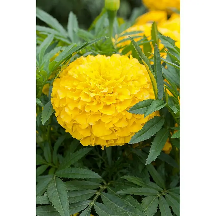 Piardino Studentenblume - Tagetes erecta 'antigua orange', Topfgröße: 10 cm, Blütenfarbe sortenabhängig - Nahaufnahme einer leuchtend gelben Studentenblume mit vielen Blütenblättern, umgeben von grünen Blättern. Die Blüte steht im Zentrum.