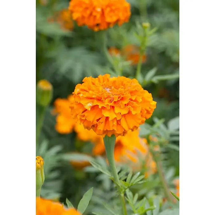Piardino Studentenblume - Tagetes erecta 'antigua orange', Topfgröße: 10 cm, Blütenfarbe sortenabhängig - Nahaufnahme einer leuchtend orangefarbenen Ringelblume mit grünen Blättern im Hintergrund. Die Blume steht im Mittelpunkt des Bildes.