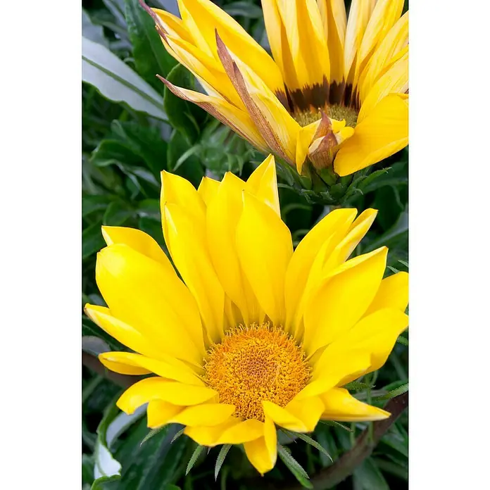 Piardino Gazania - Gazania Hybride, Tamaño de maceta: 10 cm, Amarillo - Primer plano de dos flores de Gazania, una completamente abierta con pétalos amarillos vibrantes y una segunda abriéndose.