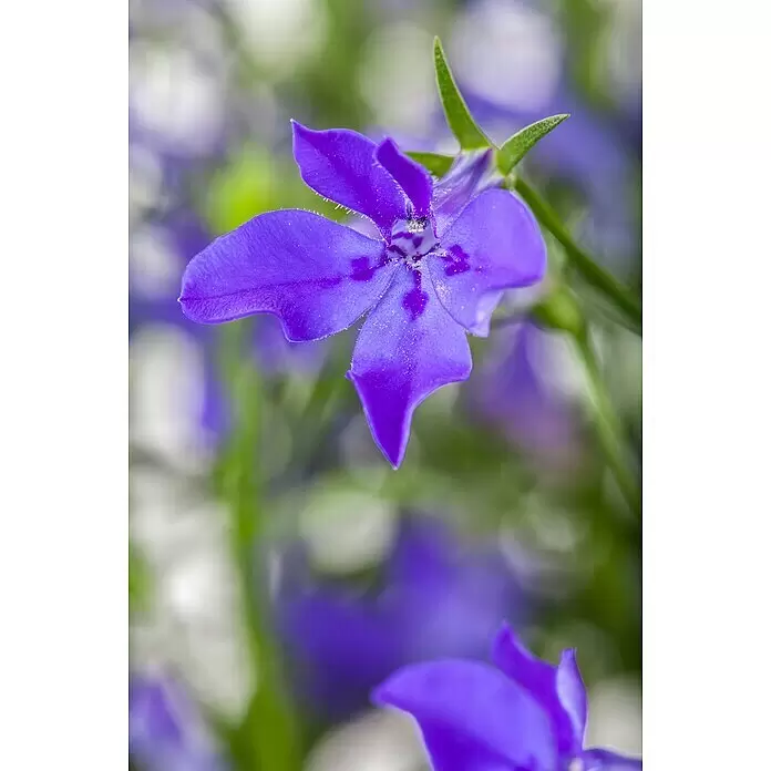 Piardino Lobelie - Lobelia erinus, Topfgröße: 11 cm, Blau - Stimmungsaufnahme