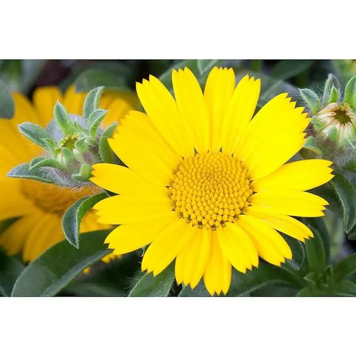 Piardino Staude KüstenstrandsternAsteriscus maritimus, Topfgröße: 12 cm - Nahaufnahme einer strahlend gelben Ringelblume mit filigranen Blütenblättern und einem dichten Zentrum. Umgeben von grünen Blättern und Knospen.