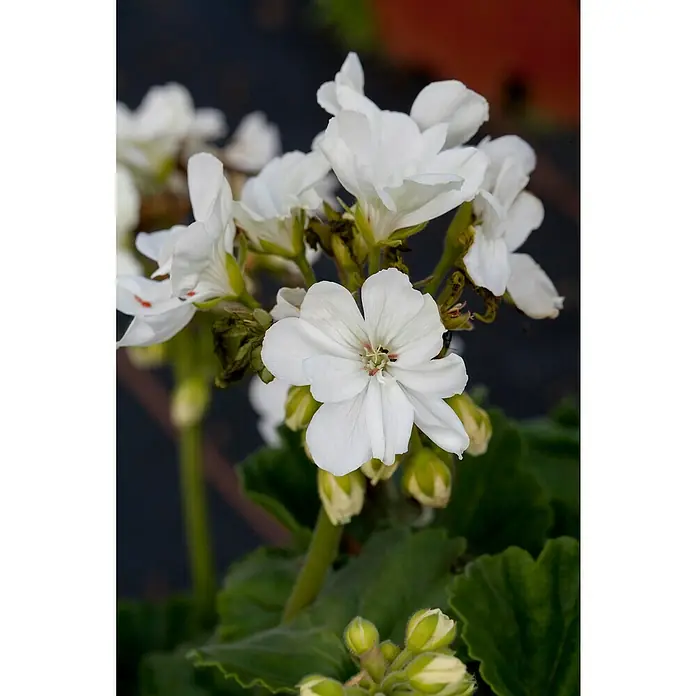 Zonal-Pelargonie - Pelargonium zonale, Topfgröße: 12 cm - Nahaufnahme einer Gruppe zarter, weißer Geranienblüten mit grünen Knospen und Blättern, die eine elegante und natürliche Schönheit ausstrahlen.