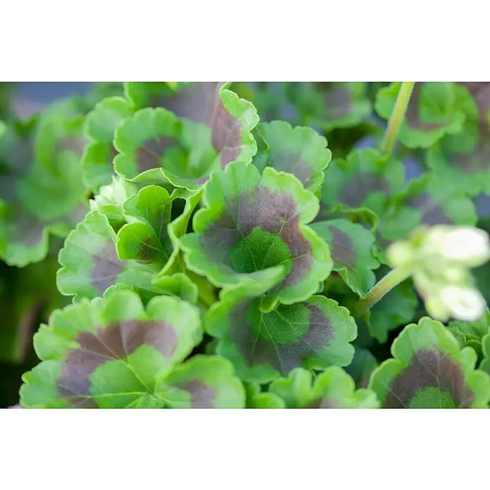 Zonal-Pelargonie - Pelargonium zonale verschiedene Farben, Topfgröße: 12 cm - Nahaufnahme einer Pelargonie mit auffälligen grünen Blättern und einem dunklen Zentrum, die einen dekorativen Touch verleihen.