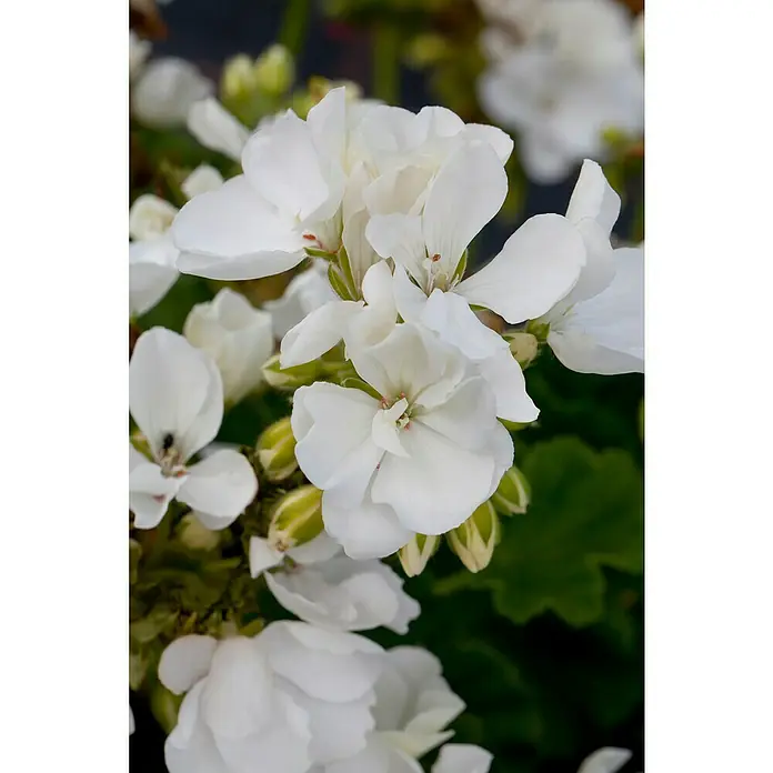 Zonal-Pelargonie - Pelargonium zonale verschiedene Farben, Topfgröße: 12 cm - Nahaufnahme von weißen Geranienblüten mit zarten Blütenblättern und grünen Knospen, die die Schönheit der Natur zeigen.