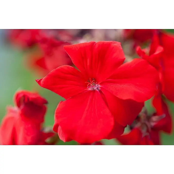 Zonal-Pelargonie - Pelargonium zonale verschiedene Farben, Topfgröße: 12 cm - Nahaufnahme einer leuchtend roten Geranienblüte mit fünf Blütenblättern und zarten Details im Zentrum.